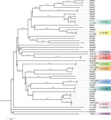 Molecular characterization, adaptive evolution, and expression analysis of the Toll-like receptor gene family in Fenneropenaeus chinensis